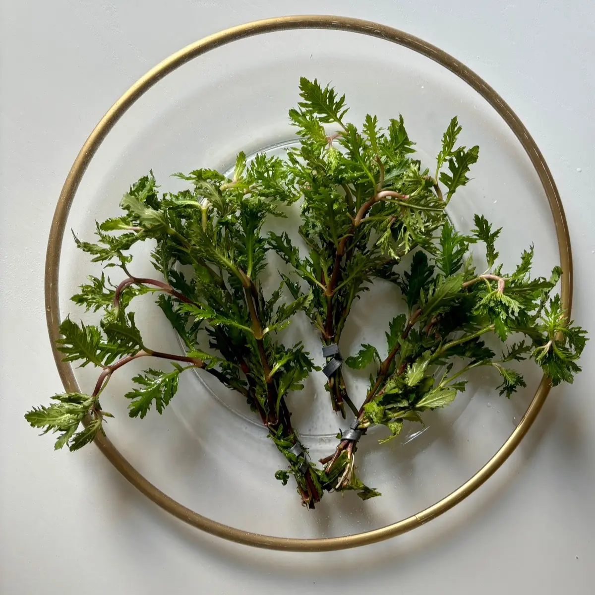 Wisteria Stem Plant Bunches Live Aquarium Stem Plant- Beautiful background and midground plant- Emersed/ Transitioning Cuttings