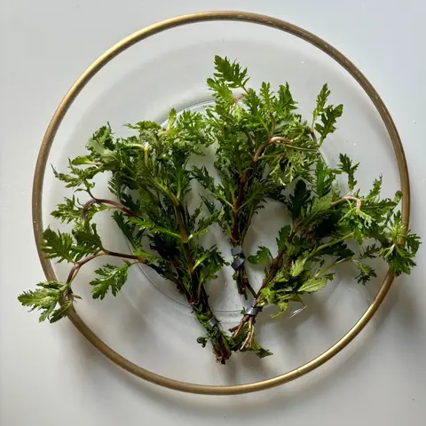 Tofu's Tanks Wisteria Stem Plant Bunches Live Aquarium Decor- Beautiful background and midground plant - Easy Beginner Plant