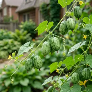 70 Cucamelon Seeds for Planting - Variety for Home Gardening