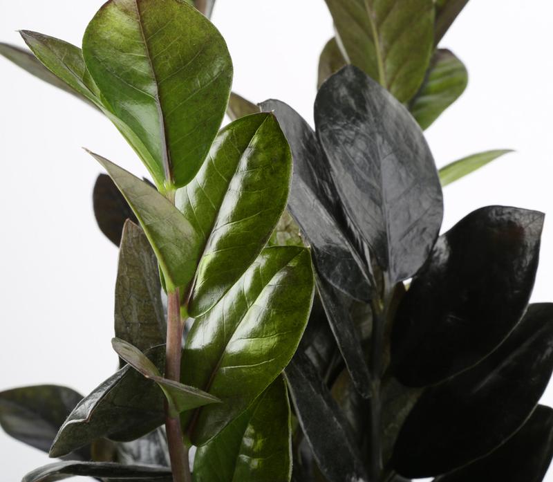 Raven ZZ Zamioculcas ‘Dowon’  | medium