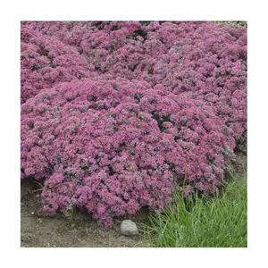 Roberta's Stonecrop Sedum Popstar 1pc