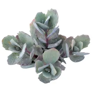 Sedum Sunsparkler Dazzleberry