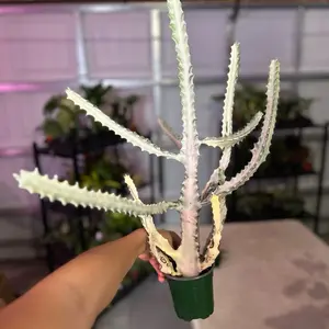 HUGE Euphorbia Ghost 4” Houseplants