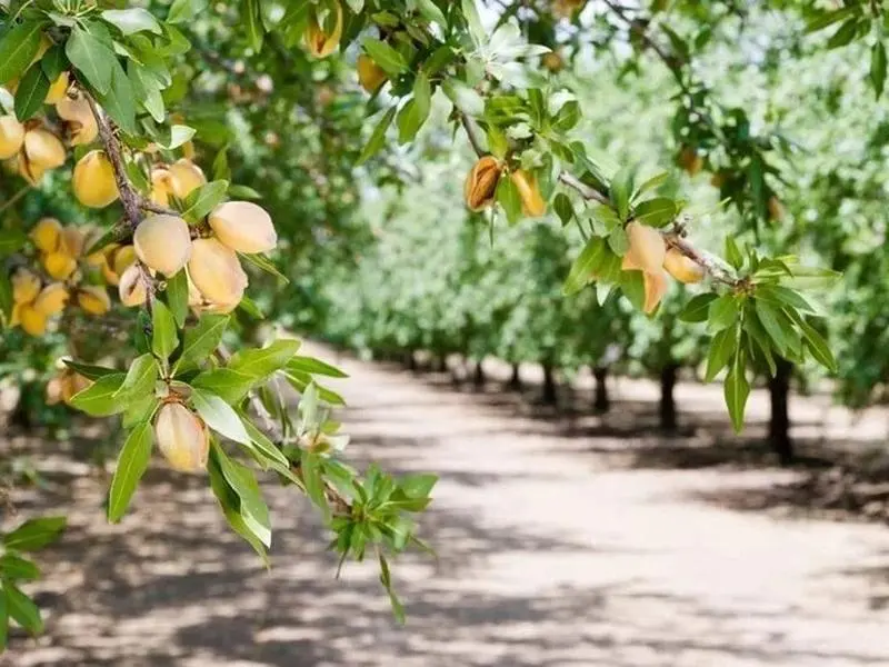 10 Seeds - Almond Tree Seeds - Grow Almonds Trees