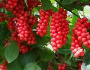 Schisandra chinensis | Chinese Magnolia Vine | Five Flavor Fruit | 10_Seeds