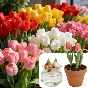 Random color tulip bulbs, suitable for hydroponics or soil cultivation, easy to care for, even beginners can easily grow.