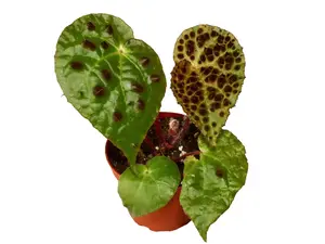 Begonia Ferox 4” Potted Live Plant - Rare Exotic Houseplant - Spiky Foliage - Bullate Leaves - Unique Texture - Tropical Gift - Melanobullata - Dark Green - Indoor Shrub - Statement Foliage - Hardy