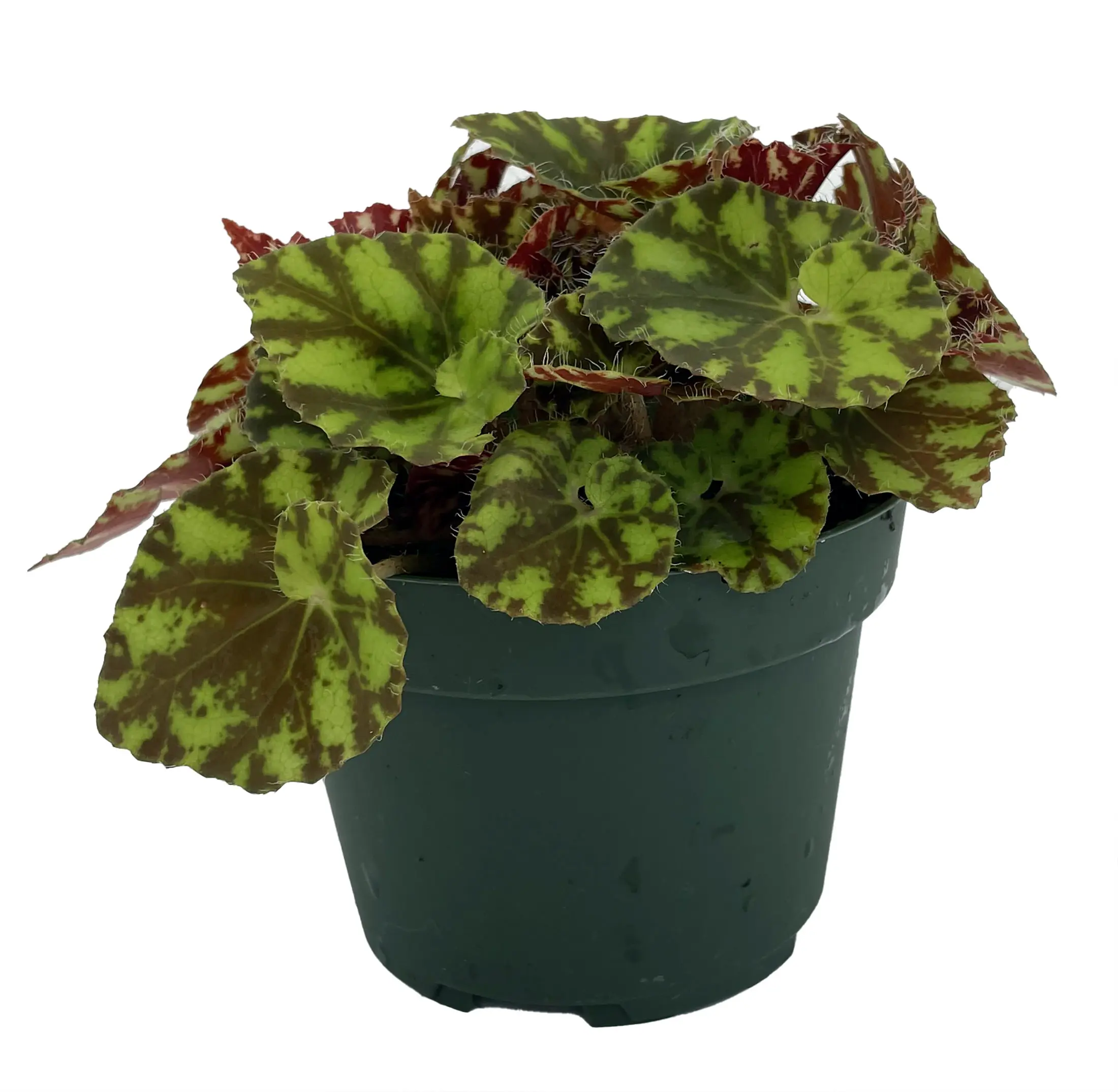 Neon Splash Begonia Plant - 3.75" Pot