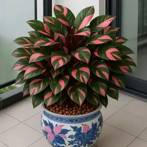 Low Effort, Long-Lasting Garden Plant – 800 Hosta Seeds