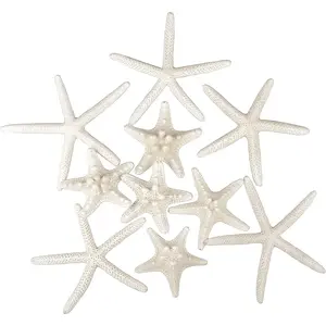 12 count Starfish 2-6 Inch Mixed Starfish  Seashells Starfish  Fish Shells Decorations  for Wedding Decor Beach Theme Party,  Decorations, DIY Crafts, Fish