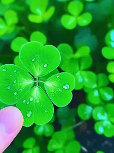 1000 seeds of four-leaf clover, lucky grass, good for growing and easy to survive in four seasons, interesting garden greening yard flower and grass seeds, Clover Seed