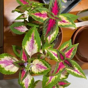 Coleus Plant