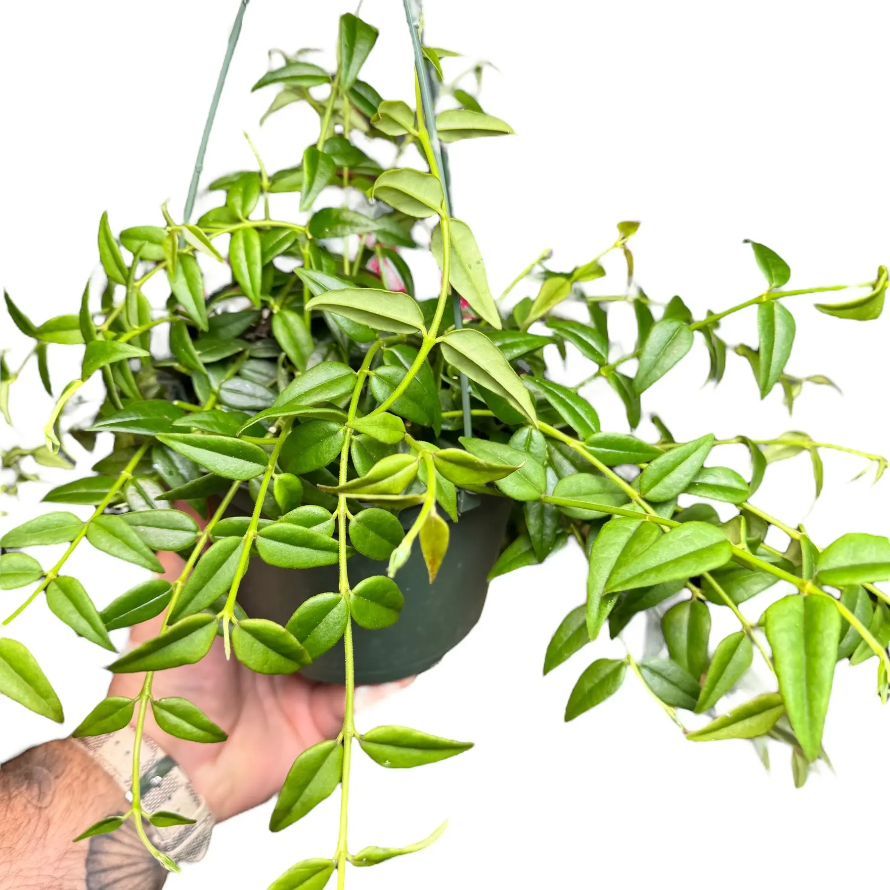 6" Hoya Bella, Pet Friendly Easy Care Plant, Live Houseplant, Indoor Plant