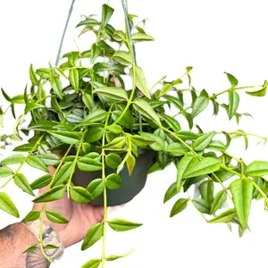 6" Hoya Bella, Pet Friendly Easy Care Plant, Live Houseplant, Indoor Plant