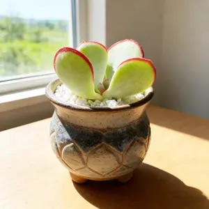 Cotyledon OrbiculataHakubi / ‘Frost Kiss’ 1.5  Frosted Live Succulent – Bare Root Beauty | Easy-Care Christmas Gift, Aesthetic Holiday Home Decor”