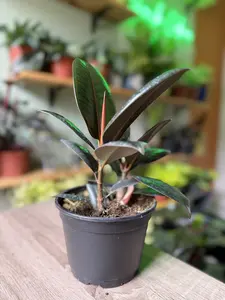6" Rubber Plant Burgundy (Ficus Elastica) | Indoor Tree | Low Maintenance Houseplant