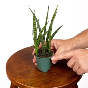 2" Sansevieria 'Fernwood', Snake Plant, Live Houseplant, Indoor Plant