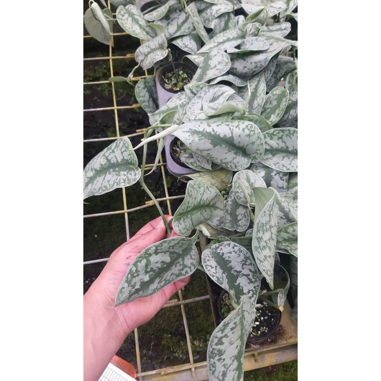 Scindapsus pictus