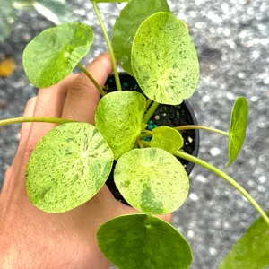Pilea Mojito in a 4” Pot Live Houseplants