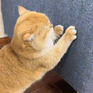 Pet Luxury Store™ - Multifunctional Cat Scratching Carpet