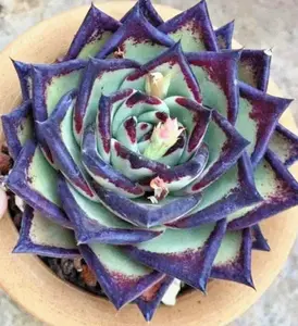 50 SEEDS Echeveria agavoides Ebony rare hen and chicks exotic plant seed