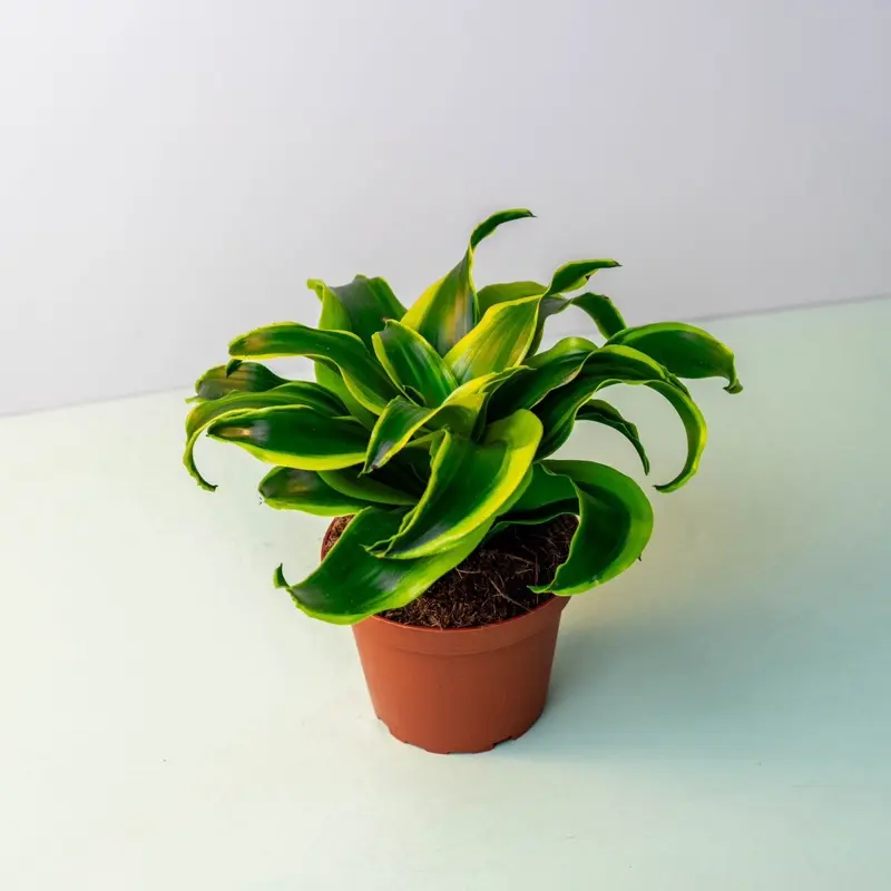 Dracaena Tornado Live House Plant - TikTok Shop