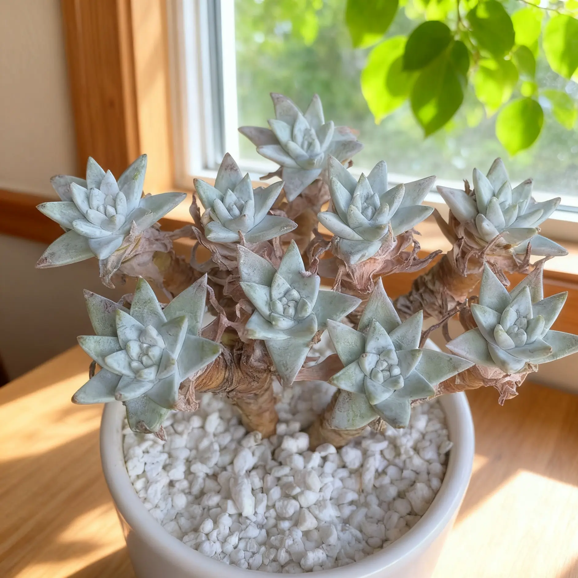 Dudleya gnoma S.W. McCabe – Rare Live Succulent Plant, Bare Root, Easy Care, Drought Tolerant, Ideal for Collectors & Unique Gifts