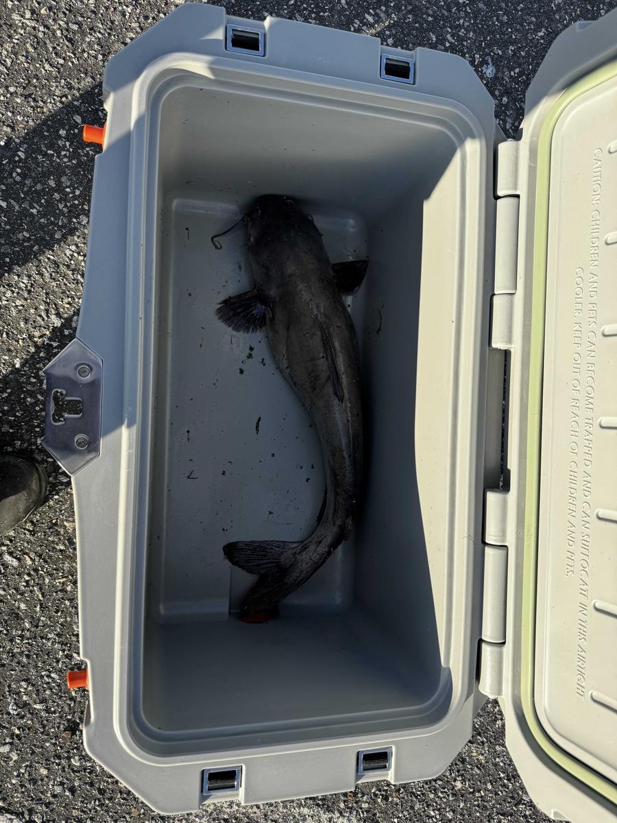 Item: Black Rhino, Right Handed