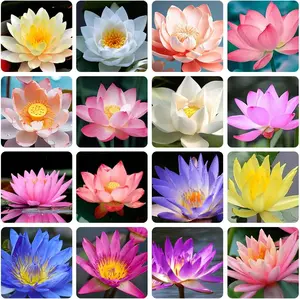 20  Mixed Bowl Lotus Seeds, Lotus Seeds, Bonsai Lotus Seeds for Planting (Nelumbo), Water Lily Seeds, Can Purify Water and