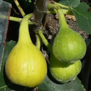 Yellow Long Neck Fig Plant - Ficus carica - Yellow Fruit Tree Starter Plant, Live Fig Plant for Outdoor Plant in pot 3" to 6" tall.