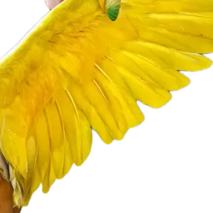 Yellow Paint for Pigeons