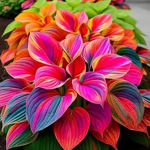 Mixed Color Hosta Plants Decorative Garden Variety Ideal for Outdoor Landscaping with Vibrant Leaves