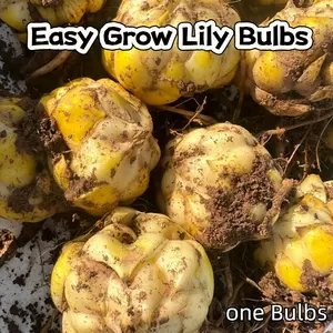 Lily bulbs, perfect for potting and gardens