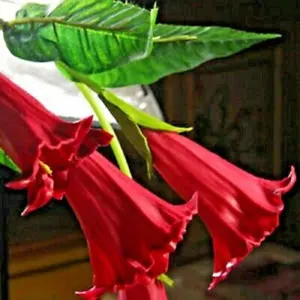 Green River- Candy Red Angel Trumpet Seeds - 10 Premium Trumpet Flower Seeds for Tropical Gardens & Pots - Large 6-10 Inch Flowers, Full Sun, Fragrant, 5-7 Feet Tall