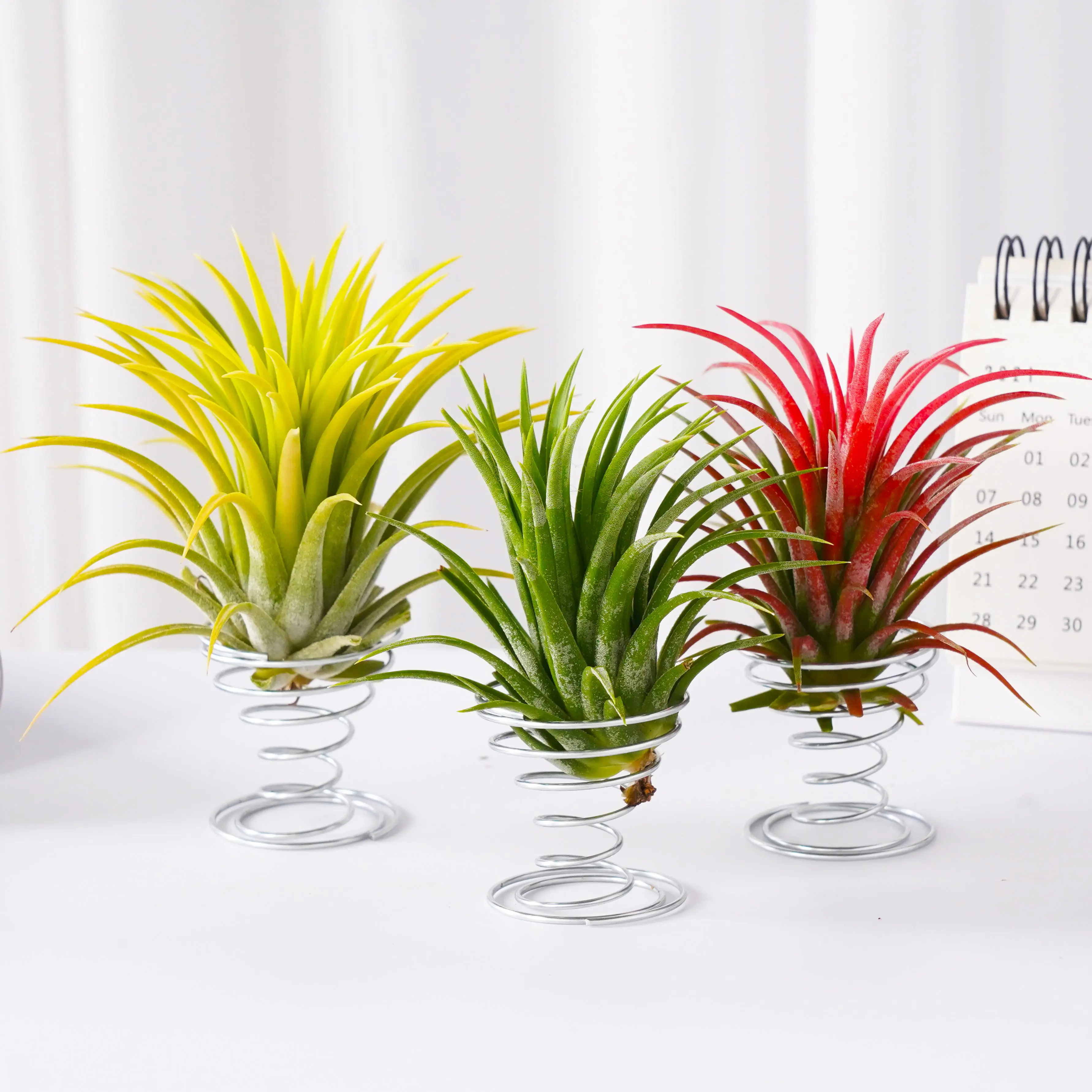 3-Pack Pet Safe Air Plants | No Soil Indoor Houseplants | Low Maintenance Desk Windowsill Bedroom Office Decor | Tillandsia Bare Root