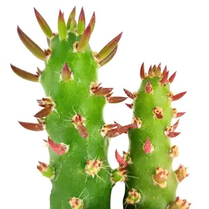 Eve's Needle Cactus - Austrocylindropuntia subulata