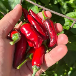 Purple Cacho White Leaf Pepper Seeds -   20+ Pepper Seeds
