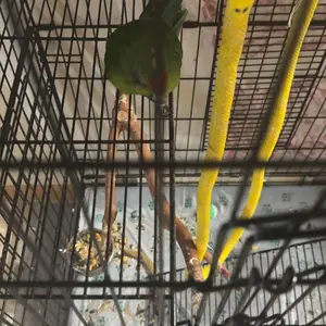 Adjustable Bird Harness & Leash Set, Rayon Fiber Anti-Bite Escape-Proof Design, Secure-Hold Mechanical Rope with Wing Details, Weather-Resistant for Cockatiels, Fits Various Bird Sizes for Outdoor Activities