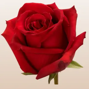 Lotus Roses Fresh Premium Imported From Ecuador Brick Red Medium Bloom 6-7cm 30 Petals 12-14 Days Vase Life Mini-Pack 50 Stems Large Pack 100 Stems
