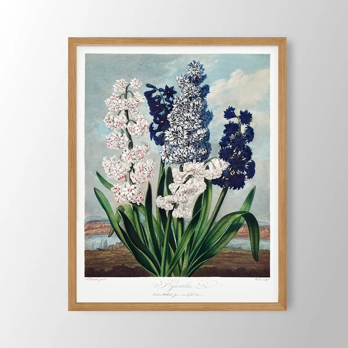 Vintage Hyacinth Flower Print – Botanical Wall Art for Farmhouse Kitchen, Dining Room, or Bedroom, Rustic Floral Home Decor, Unframe