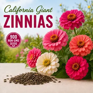 California Giant Mixture Zinnia Seeds — 900 Non-GMO Open-Pollinated Annual Flower Seeds | 4-Foot Blooms | Heirloom Cut Flower Mix