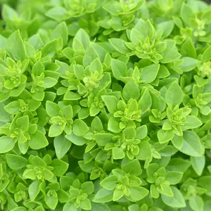 Dwarf Greek Basil (Ocimum basilicum 'Minimum') Organic Seeds – Compact Bushy Plants, Ideal for Containers, Herb Gardens, and Fresh Culinary Use