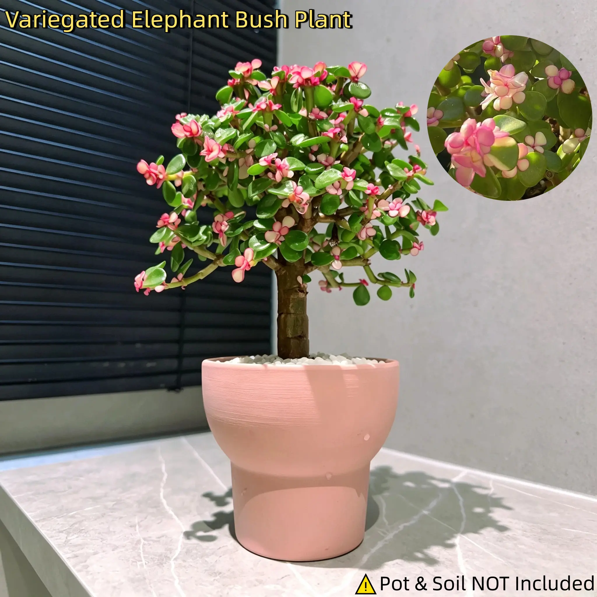 Rainbow Elephant Bush | Indoor/Outdoor Succulent | Easy Care, Beginner-Friendly | Perfect for Balcony, Desk, Garden & Home Decor