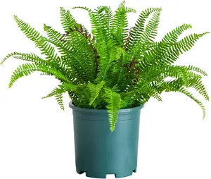 23in.UV Resistant Artificial Fern Plant with Real Leaves (Indoor/)