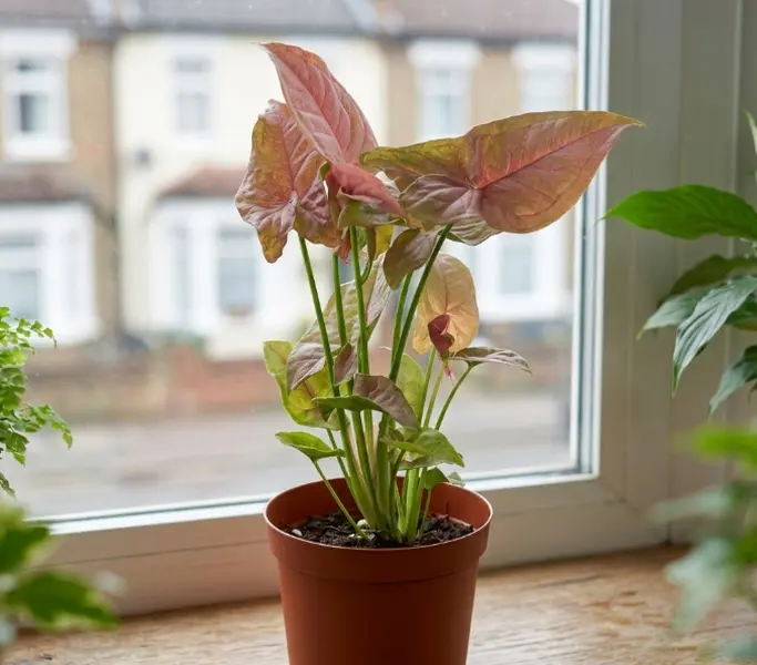 LZ09 / 4 Inch Potted Pink Lady Syngonium Live Houseplant, Also Called Pink Butterfly Arrowhead Vine With Soft Blush Pink Arrow-Shaped Foliage, Low Maintenance Tropical Foliage Plant For Desktops, Window Sills And Small Modern Indoor Decor