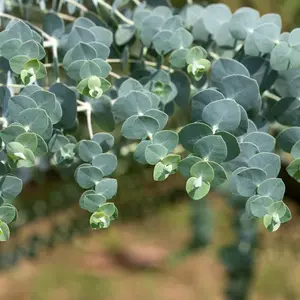 Baby Blue Eucalyptus Plant 4-6 Inches Tall for Indoor or Outdoor Planting
