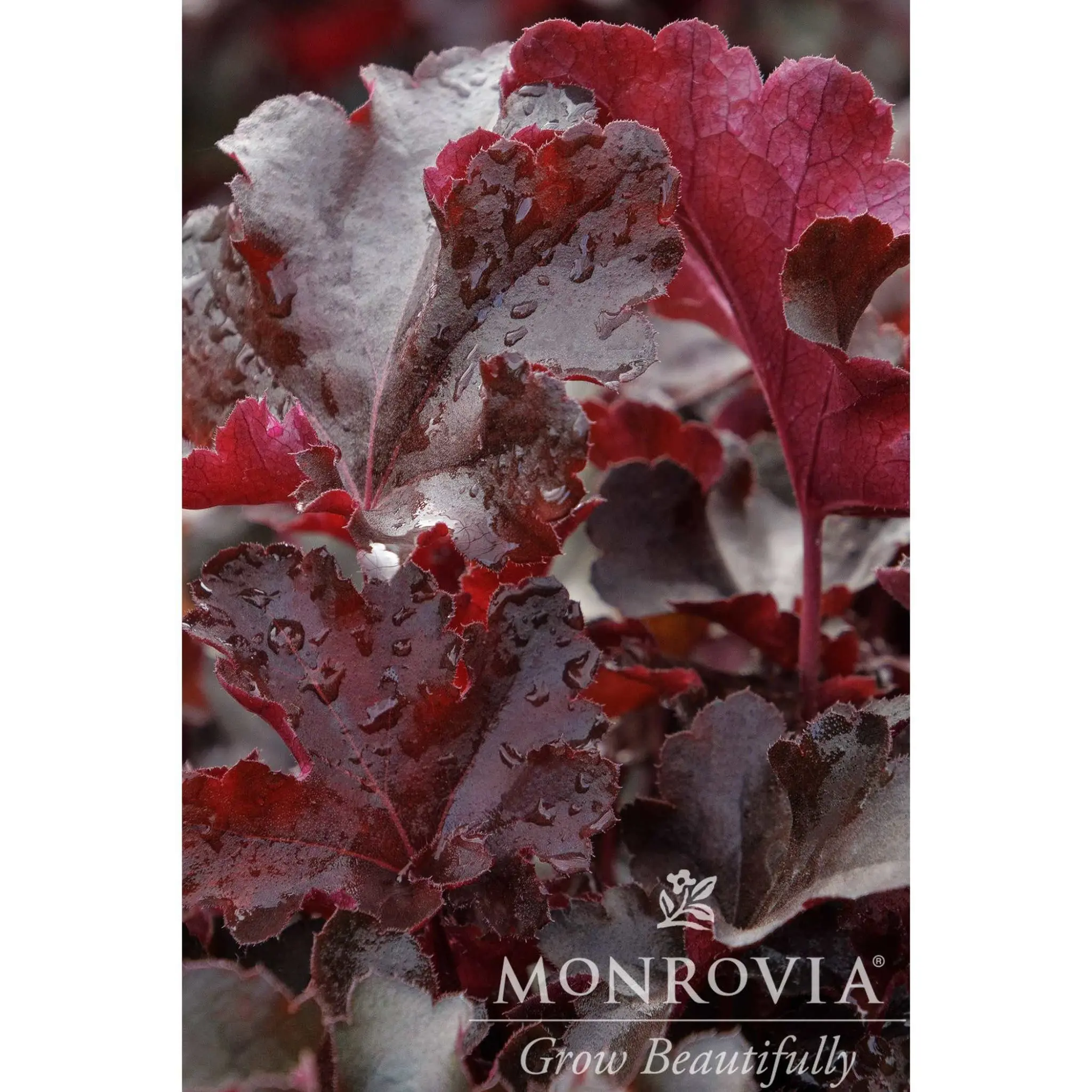 Balboa Sunset Heuchera | Coral Orange Foliage Perennial | Shade Garden Plant for Borders, Containers & Pollinator Gardens