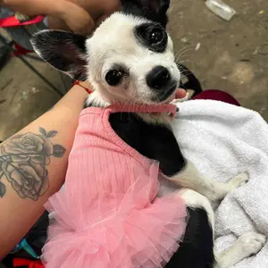 Spring Summer Pet Dress Breathable Cooling Puppy Cat Sundress Cute Tutu Skirt Sleeveless Harness Dress for Teddy Bichon Pomeranian Small Dog Girl Outfit Puppy Clothes