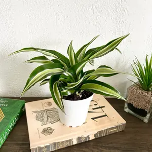 Dracaena Malika Live House Plant