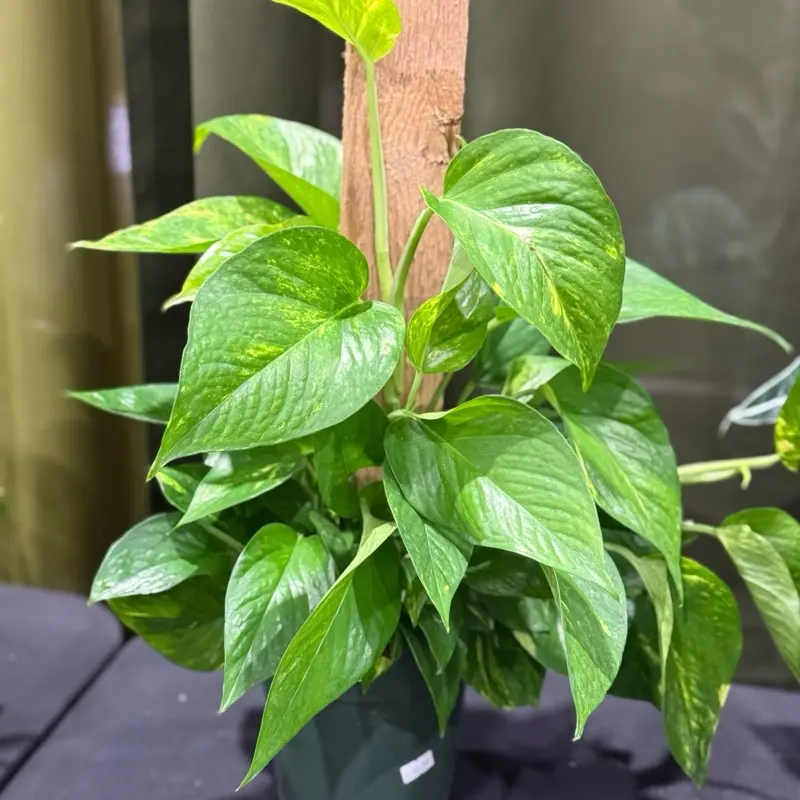Pothos Hawaiian Golden Totem Potted Live Plant 6in - Epipremnum Aureum - Large Leaf Variegation - Golden-Yellow Marbling - Tropical Houseplant - Vining Greenery - Easy Care - Fast Growing - Heart Shaped Leaves - Indoor Jungle - Statement Vine